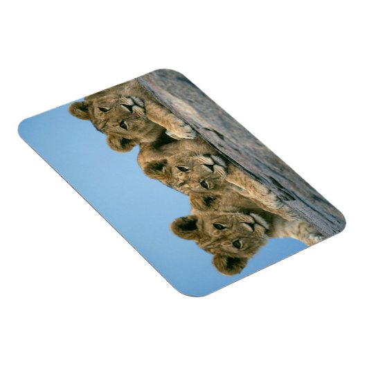 Magnet Flexible Aimant Lion Cubs (Côté Droit)
