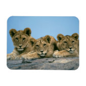 Magnet Flexible Aimant Lion Cubs (Horizontal)