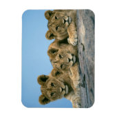 Magnet Flexible Aimant Lion Cubs (Vertical)
