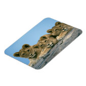Magnet Flexible Aimant Lion Cubs (Côté Gauche)