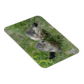 Magnet Flexible Aimant Marmot (Côté Droit)