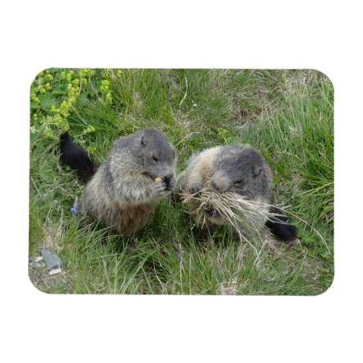 Magnet Flexible Aimant Marmot (Horizontal)