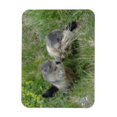 Magnet Flexible Aimant Marmot (Vertical)