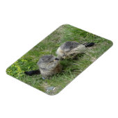 Magnet Flexible Aimant Marmot (Côté Gauche)