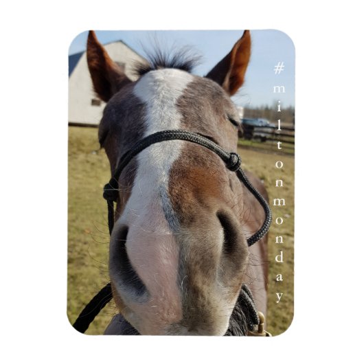 Magnet Flexible Aimant Milton Monday (Vertical)