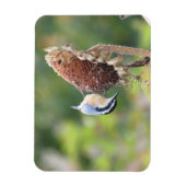 Magnet Flexible Aimant Nuthatch (Vertical)