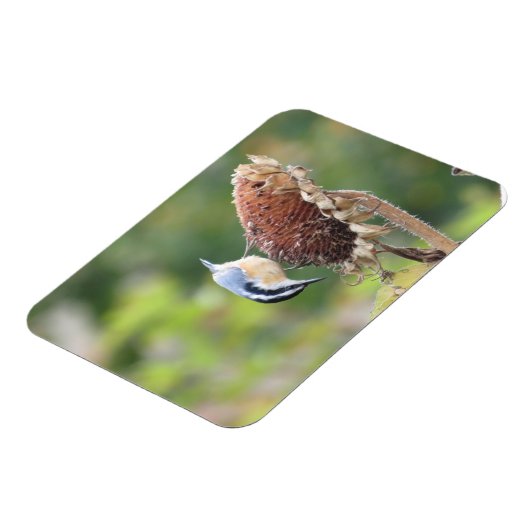 Magnet Flexible Aimant Nuthatch (Côté Gauche)
