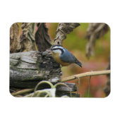Magnet Flexible Aimant Nuthatch (Horizontal)