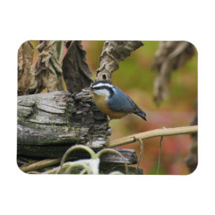 Magnet Flexible Aimant Nuthatch