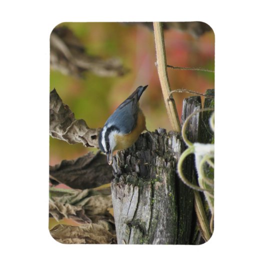 Magnet Flexible Aimant Nuthatch (Vertical)