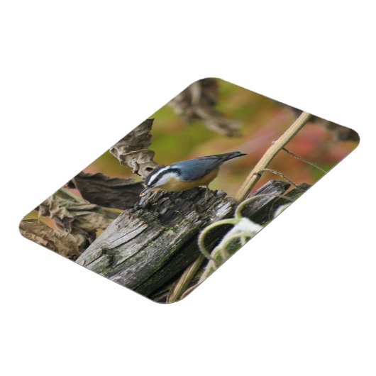 Magnet Flexible Aimant Nuthatch (Côté Gauche)