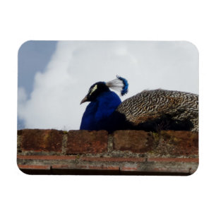 Magnet Flexible Aimant Peacock sur mur de briques 3"x4"