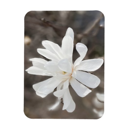 Magnet Flexible Aimant photo à fleurs blanches (Vertical)