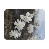 Magnet Flexible Aimant photo à fleurs blanches (Horizontal)