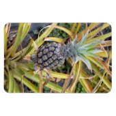 Magnet Flexible Aimant photo ananas (Horizontal)