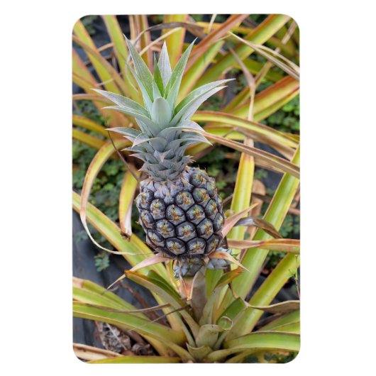 Magnet Flexible Aimant photo ananas (Vertical)