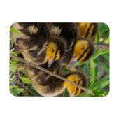Magnet Flexible Aimant photo de canettes (Horizontal)