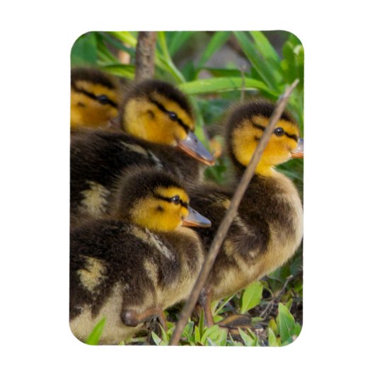 Magnet Flexible Aimant photo de canettes (Vertical)