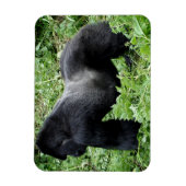 Magnet Flexible Aimant photo de gorille de Silverback (Vertical)