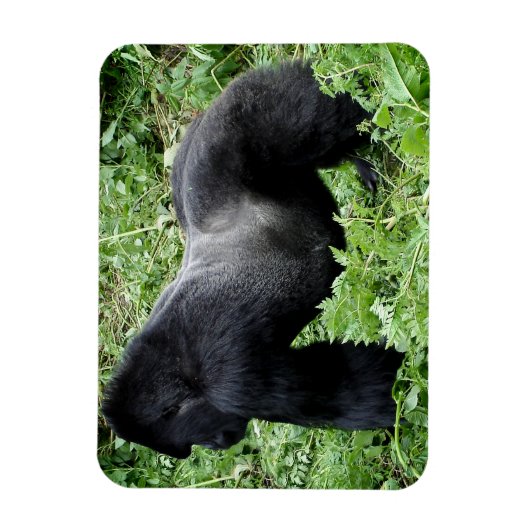 Magnet Flexible Aimant photo de gorille de Silverback (Vertical)