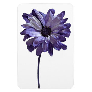 Magnet Flexible Aimant photo Fleur de la marguerite