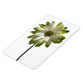Magnet Flexible Aimant photo Fleur de la marguerite (Côté Gauche)