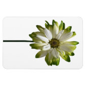 Magnet Flexible Aimant photo Fleur de la marguerite (Horizontal)