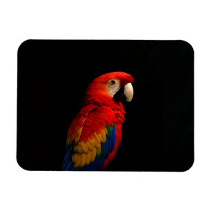 Magnet Flexible Aimant photo flexible Black 4 Luxe, Perroquet Écar