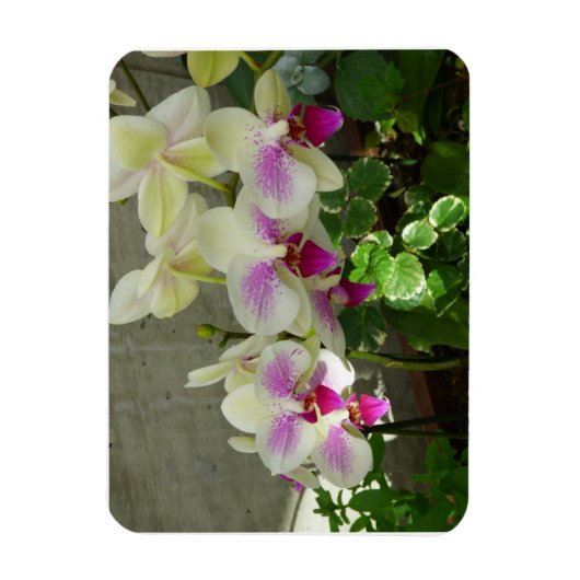 Magnet Flexible Aimant photo flexible orchidée (Vertical)