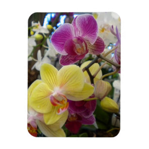 Magnet Flexible Aimant photo orchidées jaunes et roses