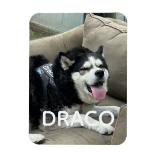 Magnet Flexible Aimant photo personnalisé de chien avec nom - P