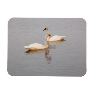 Magnet Flexible Aimant photo souple en couple de cygne