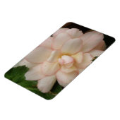 Magnet Flexible Aimant Premium à fleur Bégonia blanc (Côté Gauche)