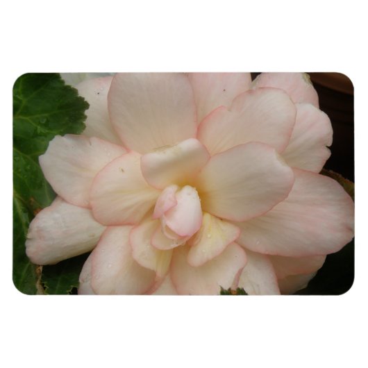 Magnet Flexible Aimant Premium à fleur Bégonia blanc (Horizontal)