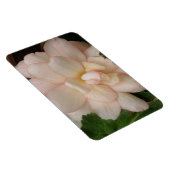 Magnet Flexible Aimant Premium à fleur Bégonia blanc (Côté Droit)