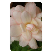Magnet Flexible Aimant Premium à fleur Bégonia blanc (Vertical)