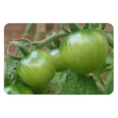 Magnet Flexible Aimant Premium aux tomates vertes (Horizontal)