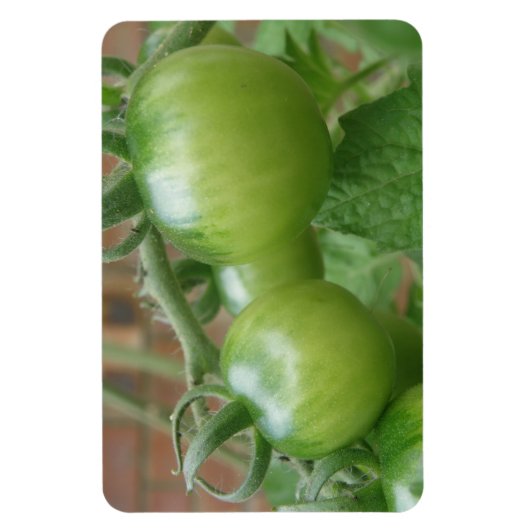 Magnet Flexible Aimant Premium aux tomates vertes (Vertical)