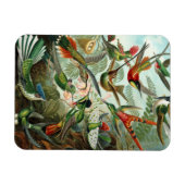 Magnet Flexible Aimant Premium de colibri (Horizontal)