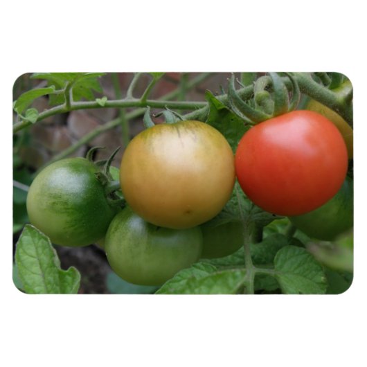 Magnet Flexible Aimant Premium de tomates de feu de circulation (Horizontal)