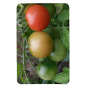 Magnet Flexible Aimant Premium de tomates de feu de circulation (Vertical)