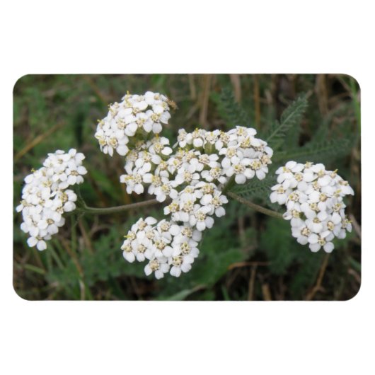 Magnet Flexible Aimant Premium Fleur sauvage blanc (Horizontal)
