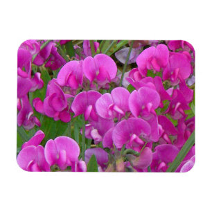 Magnet Flexible Aimant Premium Fleurs de pois doux