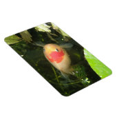 Magnet Flexible Aimant Premium Goldfish (Côté Droit)