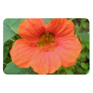 Magnet Flexible Aimant Premium Orange Nasturtium Flower