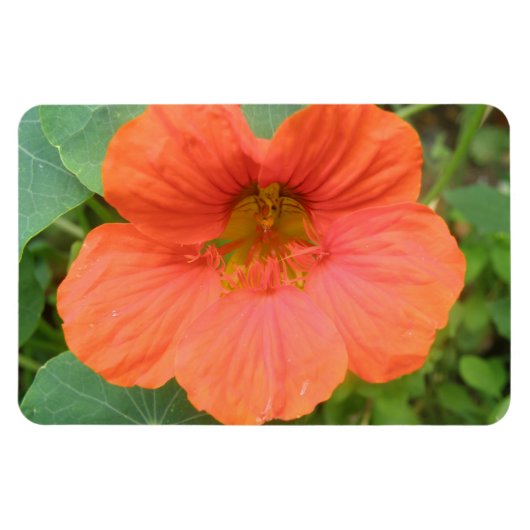 Magnet Flexible Aimant Premium Orange Nasturtium Flower (Horizontal)