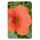 Magnet Flexible Aimant Premium Orange Nasturtium Flower (Vertical)