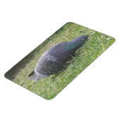 Magnet Flexible Aimant Premium Pigeon dormant (Côté Gauche)