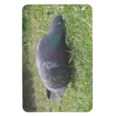 Magnet Flexible Aimant Premium Pigeon dormant (Vertical)