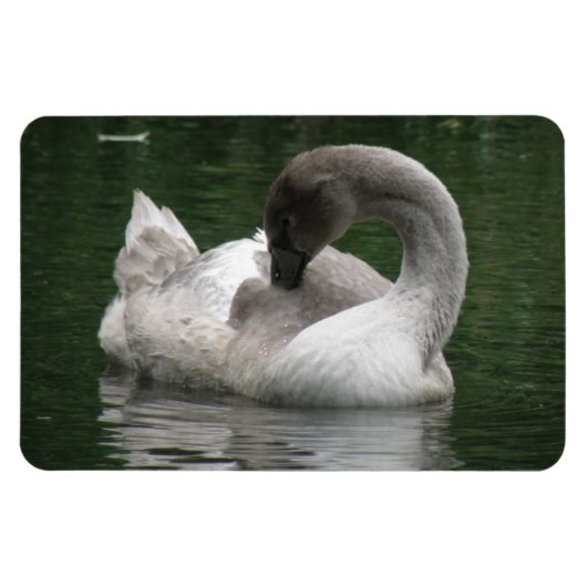 Magnet Flexible Aimant Premium pour cygne dormant (Horizontal)